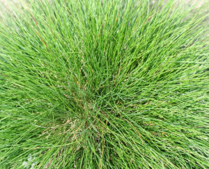 Festuca